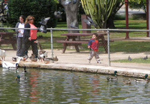 Kid with Ducks