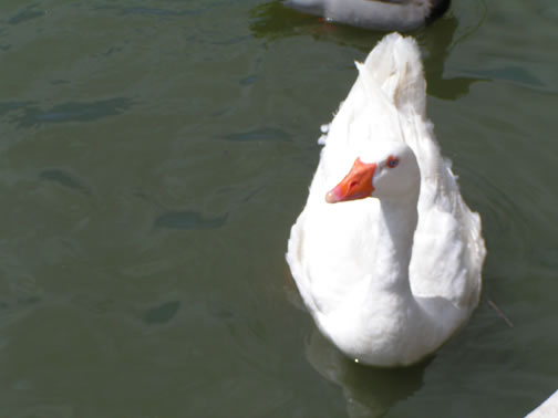 Close Up of Goose